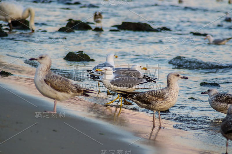 一群海鸥和格拉鲁斯在海滩上散步，海浪拍打着海岸，在户外