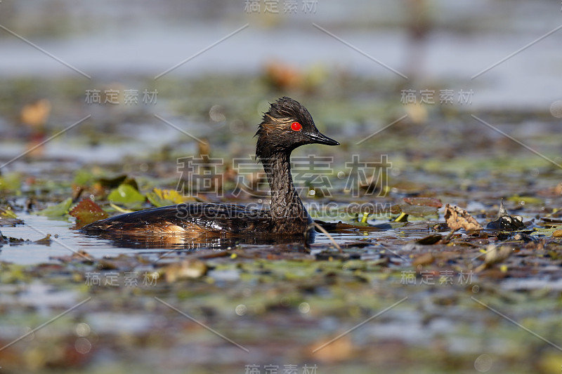 黑necked grebe, Podiceps nigricollis