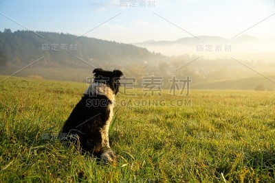 日出时分，可爱的小牧羊犬在草地上。