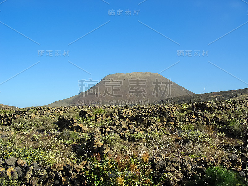 黑色火山岩上的葡萄园田