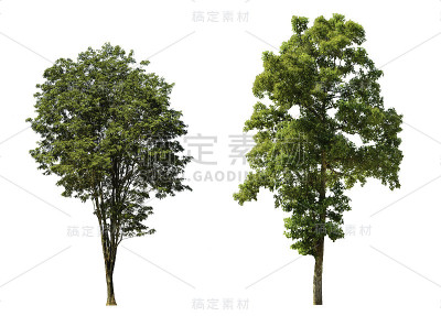 树木孤立在白色背景上。树集合