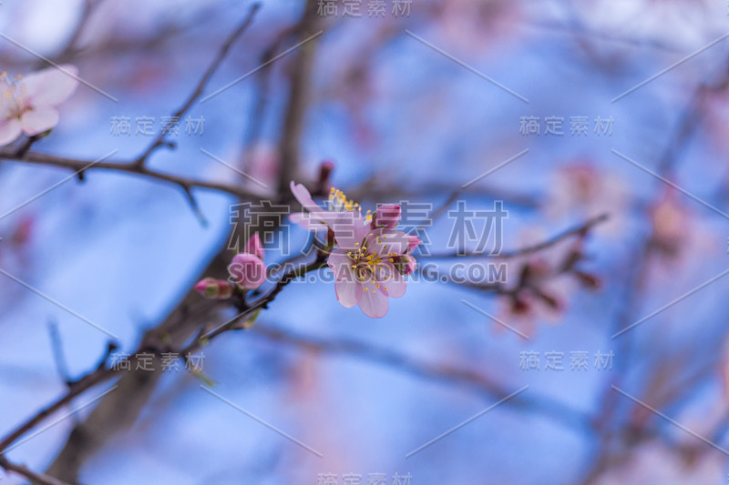 杏树上的花朵在春天的日子里模糊了背景