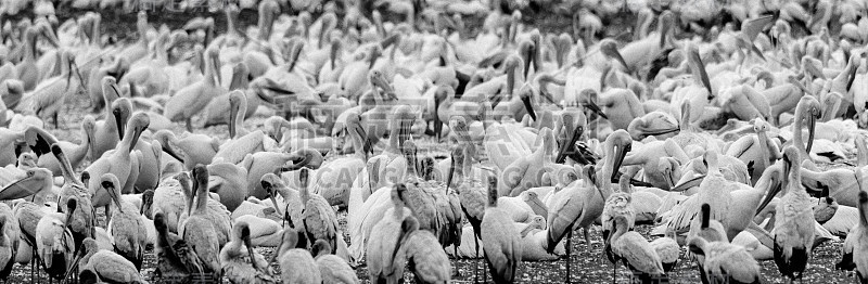 一群大白鹈鹕(Pelecanus Onocrotalus)和一些黄嘴鹳(ibis)