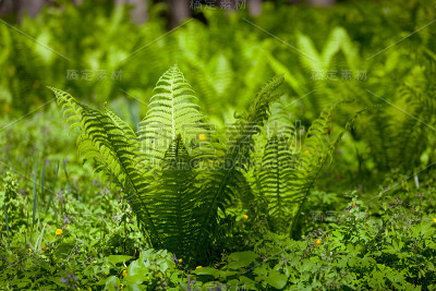 蕨类植物鲜绿色的叶子