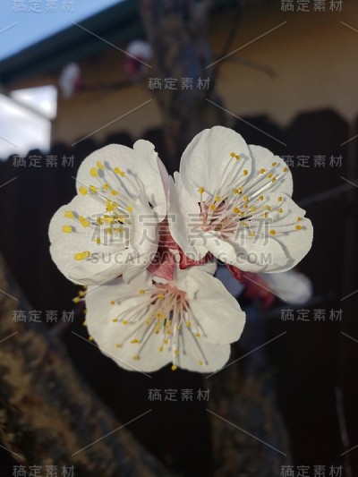 春天鲜花盛开
