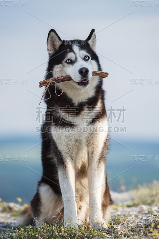 黑白西伯利亚哈士奇坐在一座山上，在湖和森林的背景和吃零食。狗的背景是自然景观。