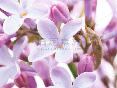 白色背景上的淡紫色