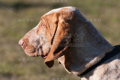 意大利布拉科犬的首领，一种指向猎犬品种