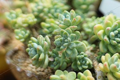 肉质植物，仙人掌，刺