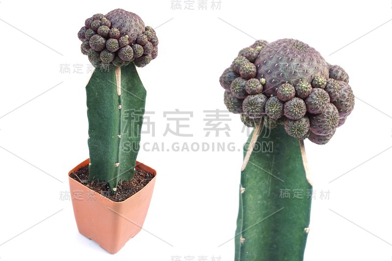 孤立在白色背景上的仙人掌肉质植物