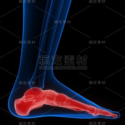 人体骨骼系统足骨关节解剖学