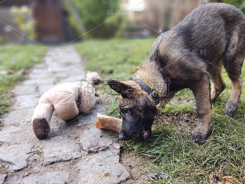 德国牧羊犬幼小的幼犬吃骨头、肉或颗粒。