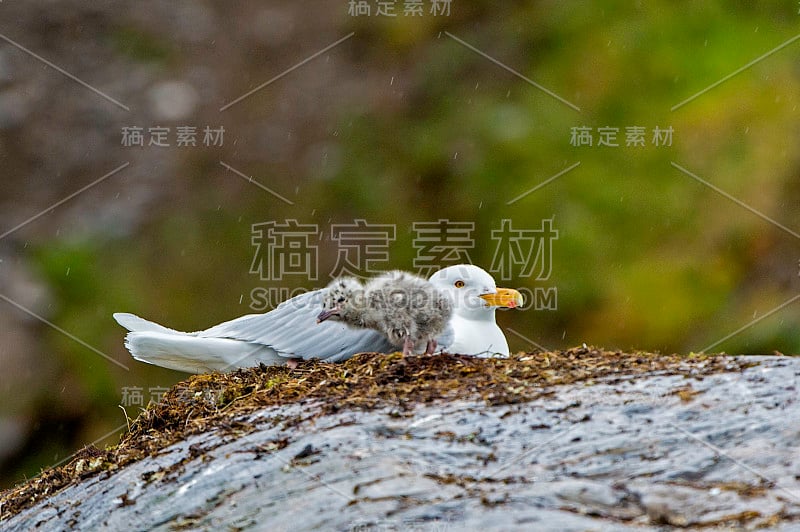 白鸥(Larus hyperboreus)是一种大型鸥，在北半球的北极地区繁殖。在斯瓦尔巴特群岛。