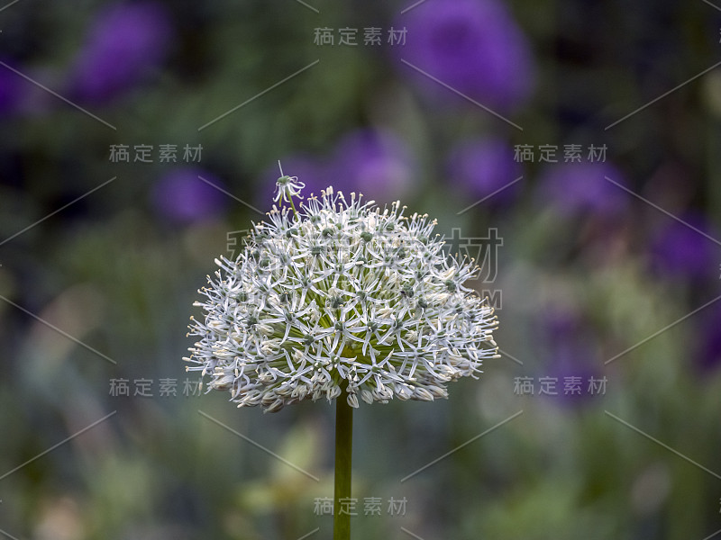 Allium giganteum，俗称大葱