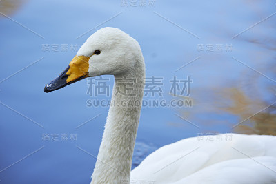 大天鹅