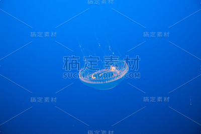 美丽的冻鱼