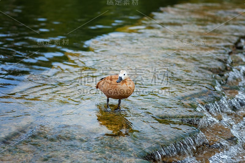 棕色的鸭子在水里。