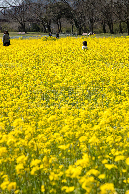 矮花田(日本爱媛县小津市)