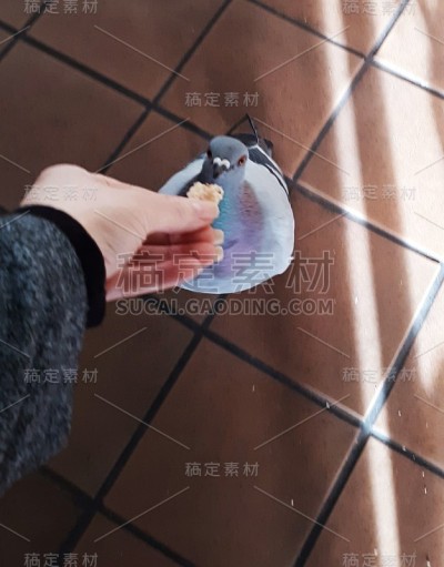 友好的鸽子