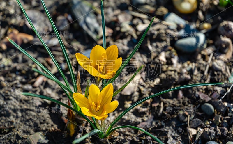 两种黄色的早番红花金黄色的自然背景棕色林地。选择性的特写镜头的焦点。春季主题设计。