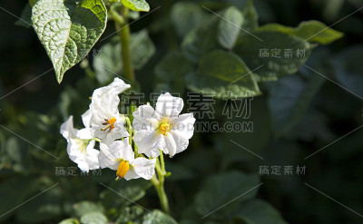 土豆花