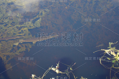 沼泽中的鳄鱼鱼