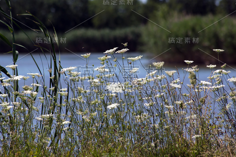 蓍草(蓍属科里纳)