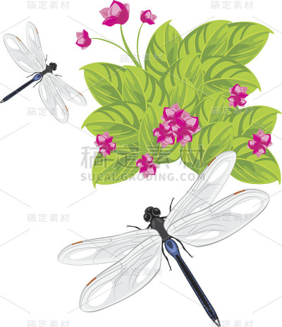 蜻蜓飞过花丛