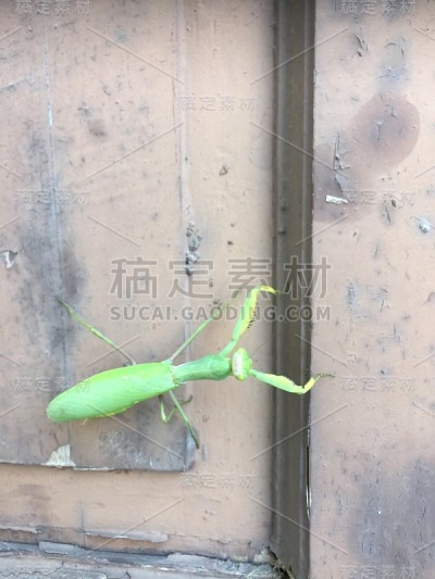 矢车菊甲虫绿色
