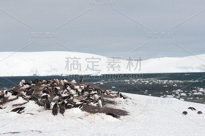 Mikklesen海港和企鹅