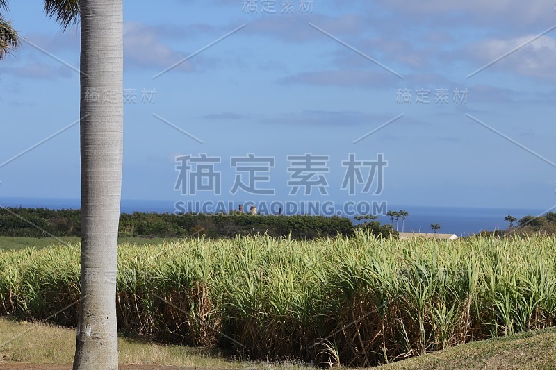 甘蔗种植园的棕榈树干，毛里求斯，印度洋，非洲