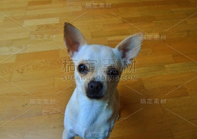 吉娃娃被毛光滑中等射击