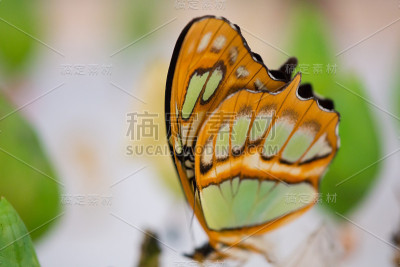 清翼蝶或葛丽塔托