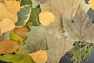 伪装颜色的干燥树叶或森林地面