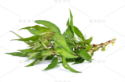 越南薄荷孤立在白色背景