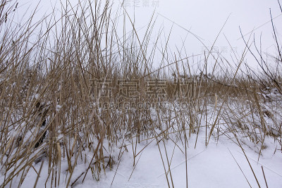 白雪皑皑的田野上细长的干草。背景