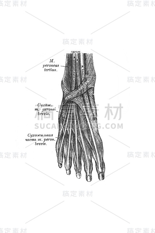 《人体解剖学》中脚背的肌肉，1890年，莫斯科