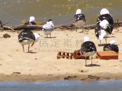 蒂茹卡斯河口的鸟类