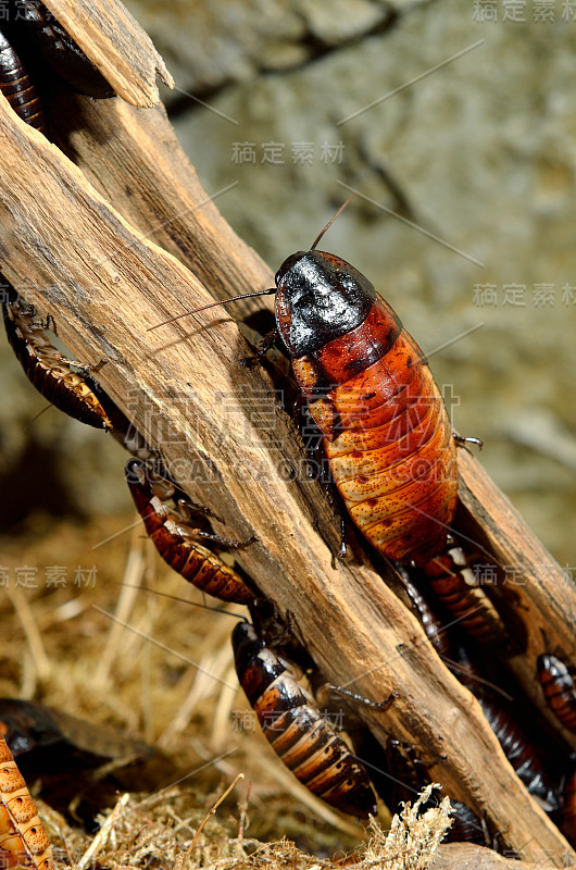 马达加斯加嘶嘶(Gromphadorhina portentosa)蟑螂