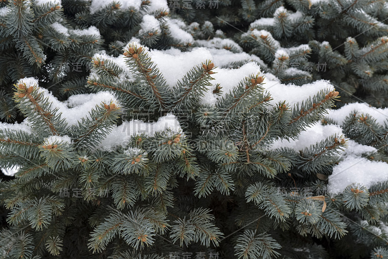 雪中的树