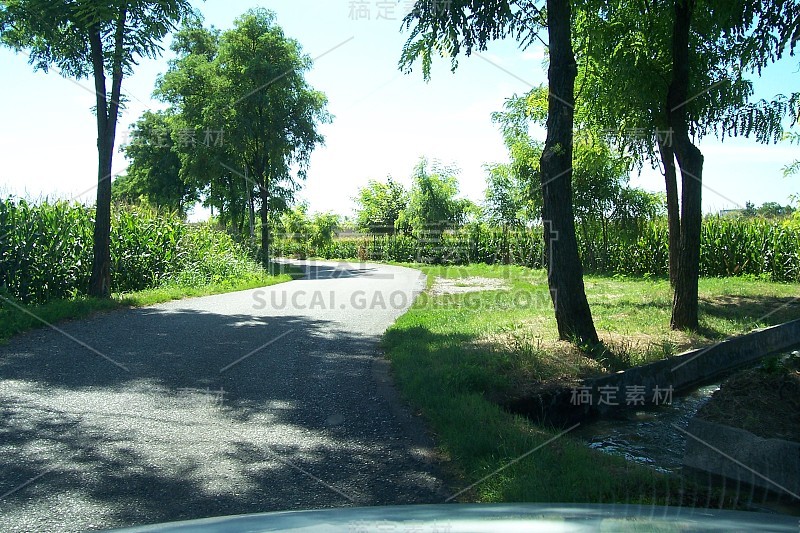 道路和树木