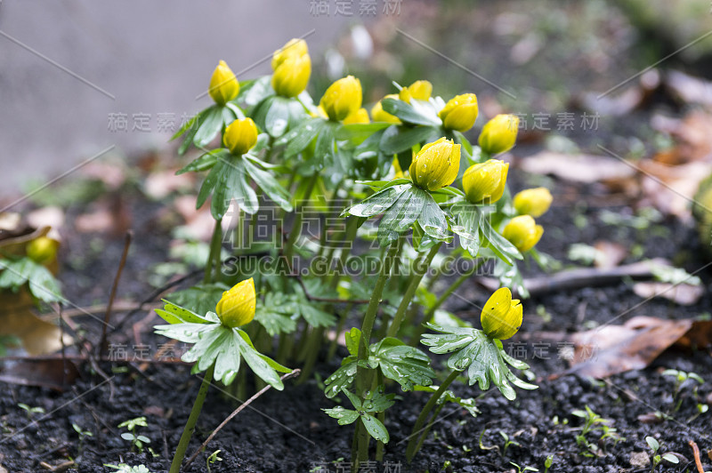 蛇尾草，早春开花，冬附子背光