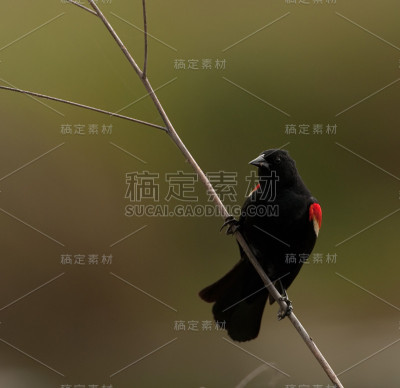 红翼黑鸟