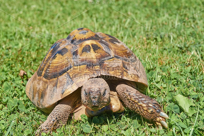 小草里的乌龟;海龟(Testudo hermanni)