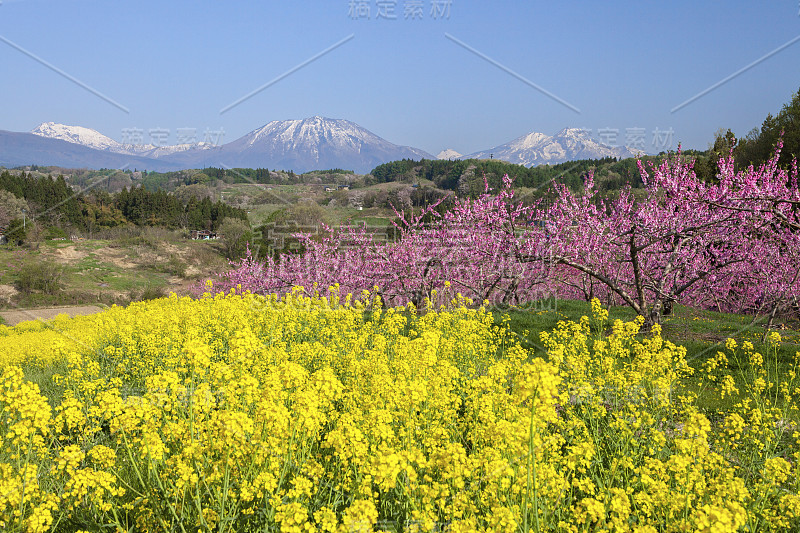 日本长野的一片桃园。春天，百花盛开。