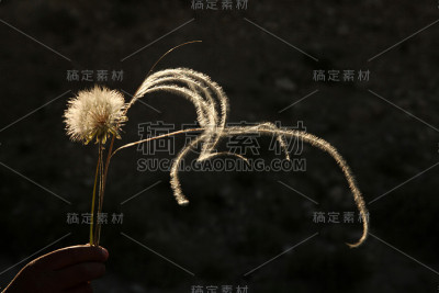 蒲公英