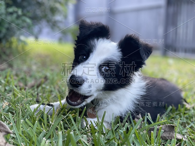 边境牧羊犬幼崽