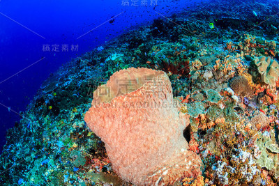 珊瑚礁上的海绵桶