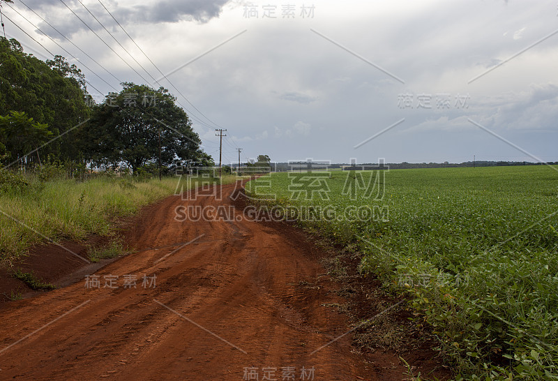 大豆种植园
