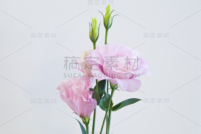 粉红色重瓣花开花